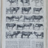 118A5783 Races bovines, planche zoologique d’Adolphe Millot 1928