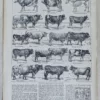 Races bovines, planche zoologique d’Adolphe Millot 1928