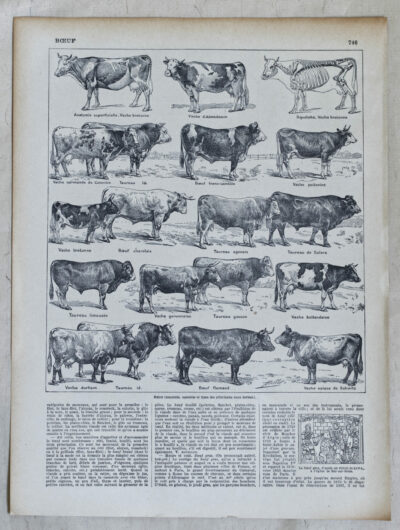 118A5783 Races bovines, planche zoologique d’Adolphe Millot 1928