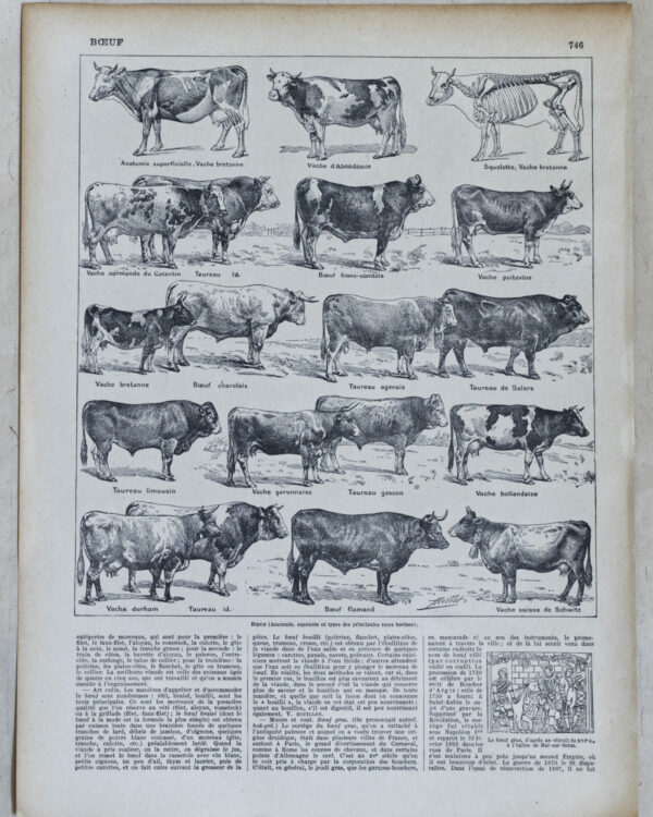 Races bovines, planche zoologique d’Adolphe Millot 1928