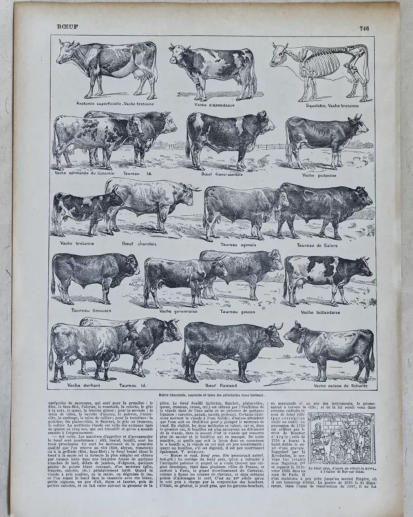 118A5783 Races bovines, planche zoologique d’Adolphe Millot 1928
