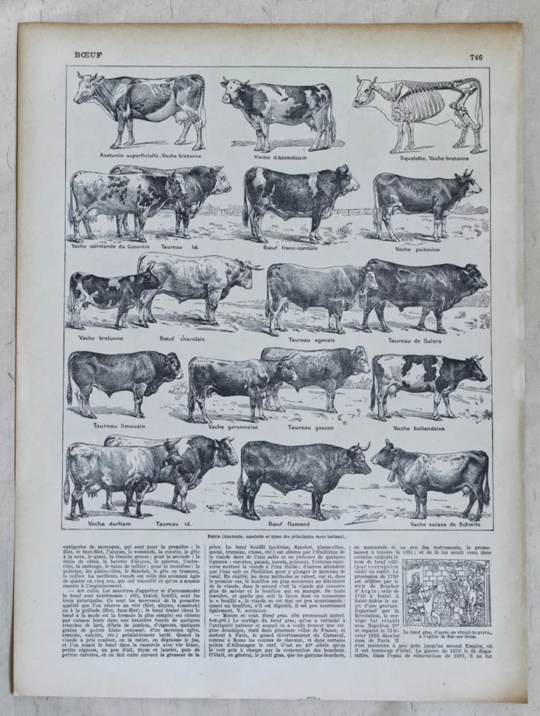 Races bovines, planche zoologique d’Adolphe Millot 1928