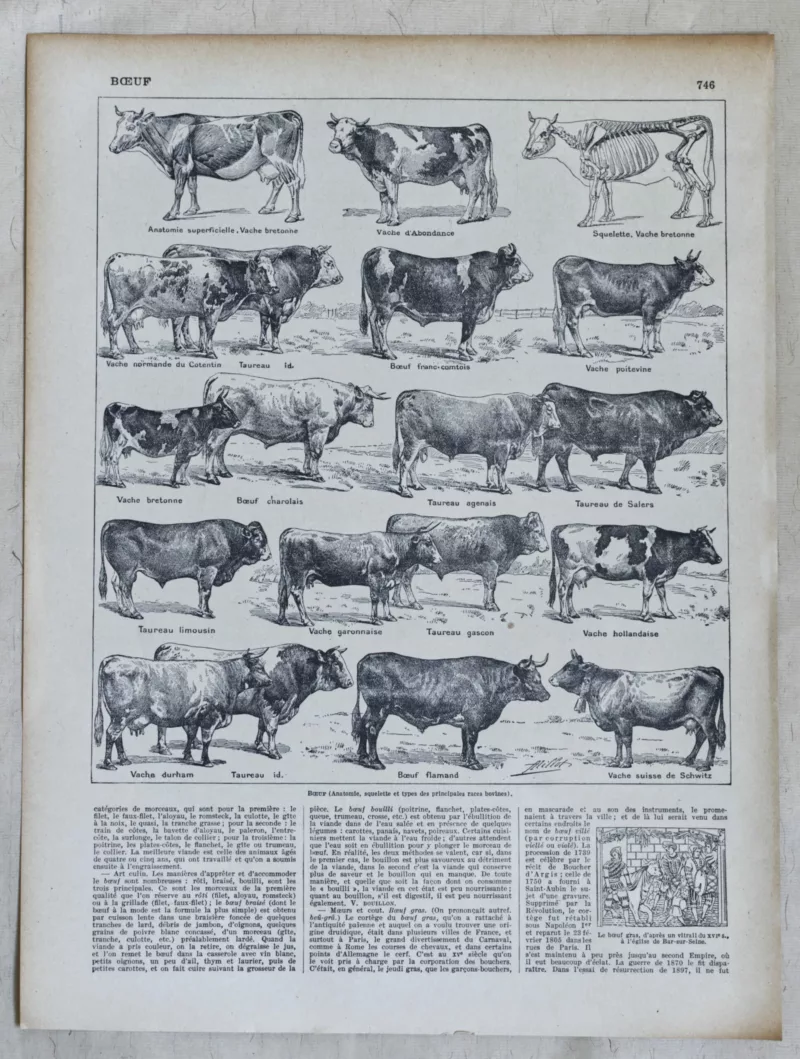 Races bovines, planche zoologique d’Adolphe Millot 1928