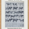 original-cadre-pp Races bovines, planche zoologique d’Adolphe Millot 1928