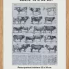 Races bovines, planche zoologique d’Adolphe Millot 1928