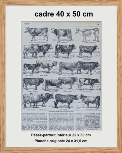 original-cadre-pp Races bovines, planche zoologique d’Adolphe Millot 1928