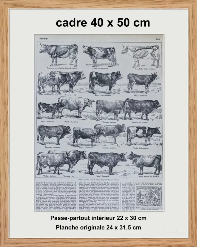 Races bovines, planche zoologique d’Adolphe Millot 1928