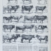118A5783 Races bovines, planche zoologique d’Adolphe Millot 1928