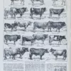 Races bovines, planche zoologique d’Adolphe Millot 1928
