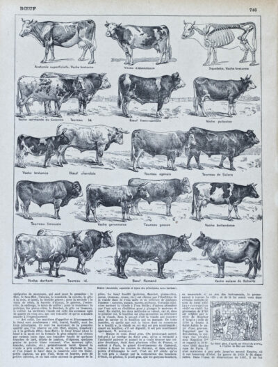 118A5783 Races bovines, planche zoologique d’Adolphe Millot 1928