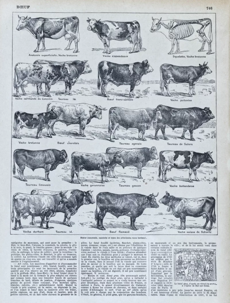 Races bovines, planche zoologique d’Adolphe Millot 1928