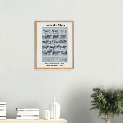 118A5783-4-scaled-1.jpg Races bovines, planche zoologique d’Adolphe Millot 1928