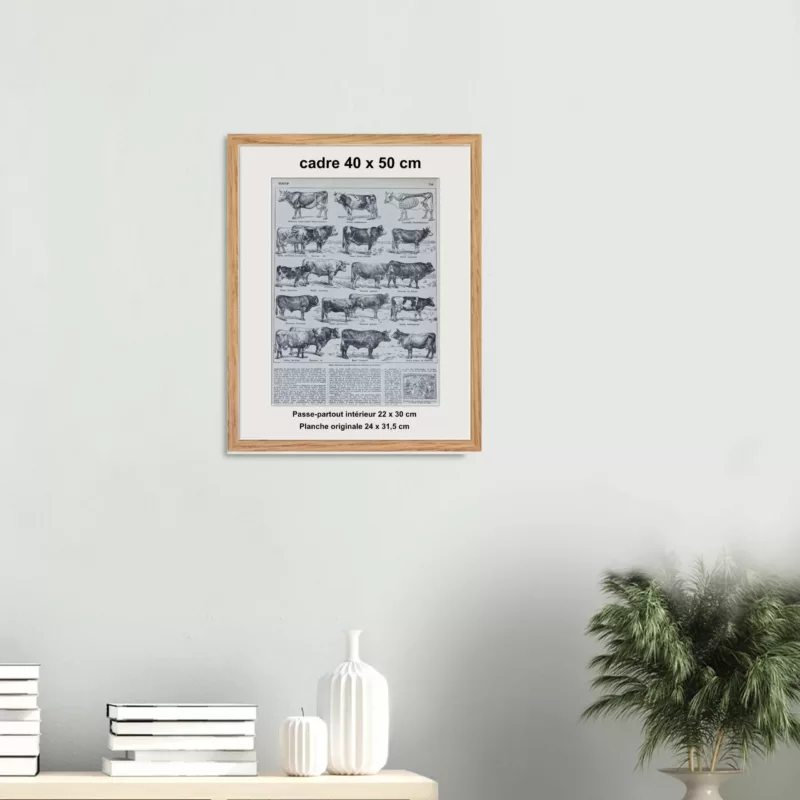 Races bovines, planche zoologique d’Adolphe Millot 1928