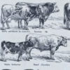 118A5783 Races bovines, planche zoologique d’Adolphe Millot 1928