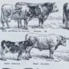 Races bovines, planche zoologique d’Adolphe Millot 1928