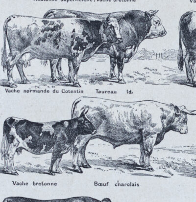 118A5783 Races bovines, planche zoologique d’Adolphe Millot 1928