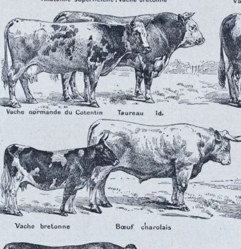 Races bovines, planche zoologique d’Adolphe Millot 1928