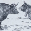 118A5783 Races bovines, planche zoologique d’Adolphe Millot 1928