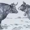Races bovines, planche zoologique d’Adolphe Millot 1928