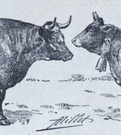 118A5783 Races bovines, planche zoologique d’Adolphe Millot 1928