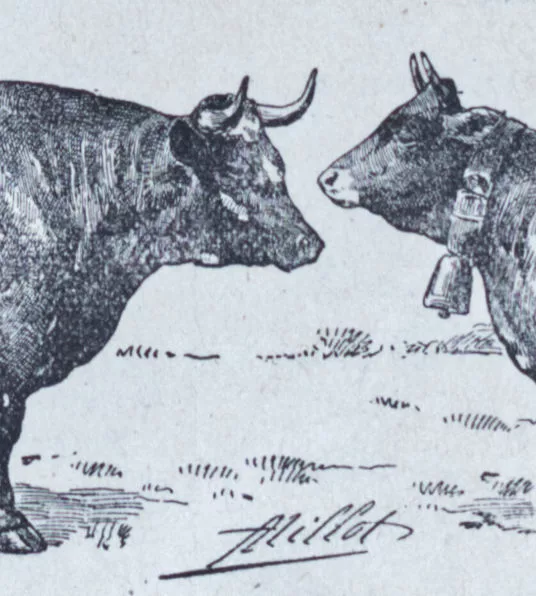 Races bovines, planche zoologique d’Adolphe Millot 1928