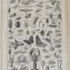 Arthropodes, insectes et crustacés, planche zoologique 1928