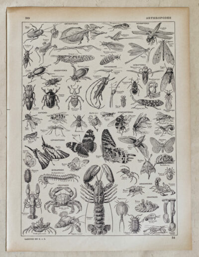 Arthropodes, insectes et crustacés, planche zoologique 1928