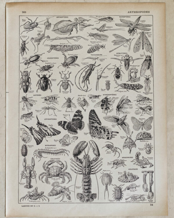 118A5797-01-scaled-1.jpg Arthropodes, insectes et crustacés, planche zoologique 1928