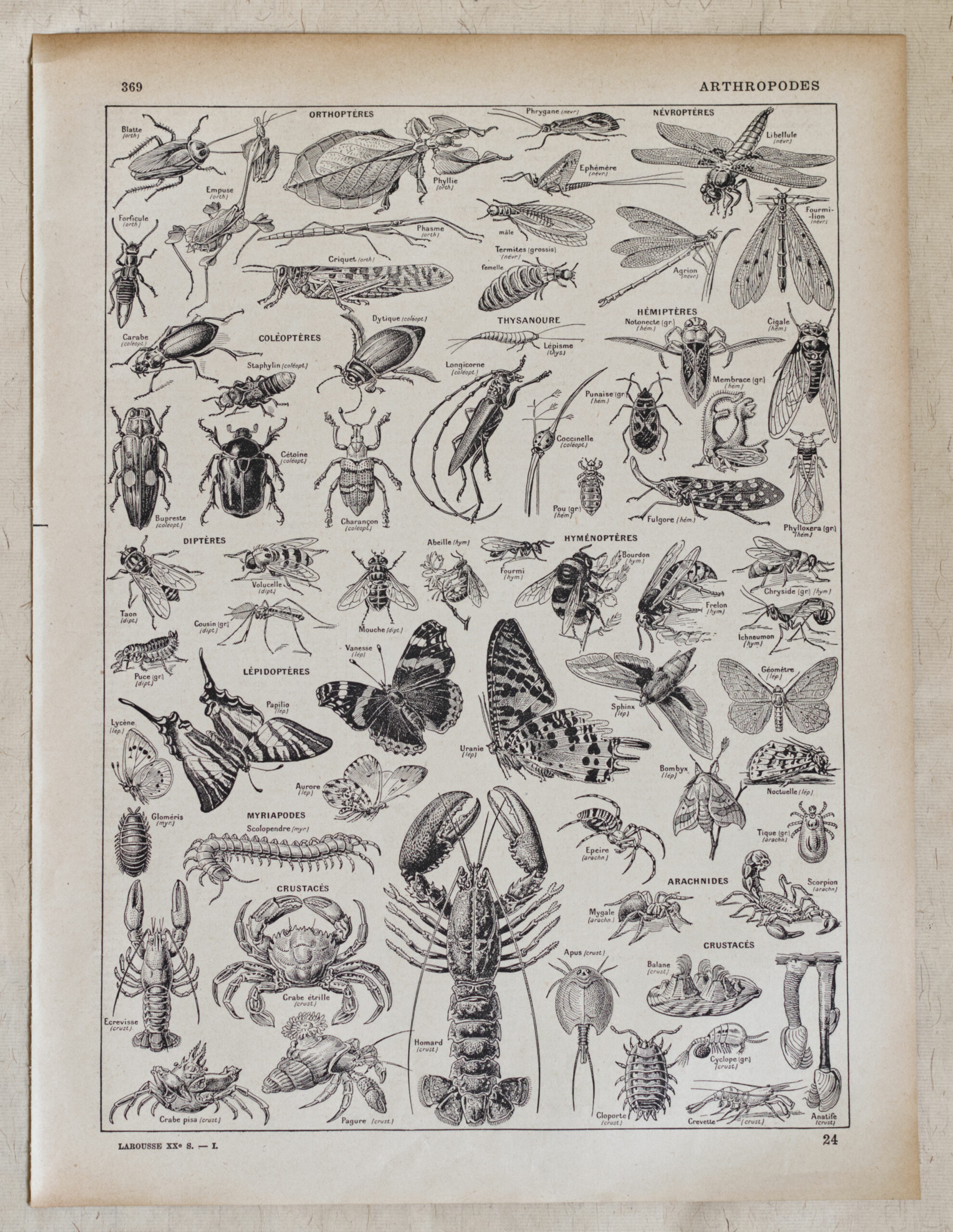 Élégante planche ancienne en noir et blanc