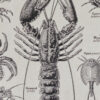Arthropodes, insectes et crustacés, planche zoologique 1928