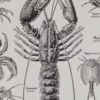 Arthropodes, insectes et crustacés, planche zoologique 1928