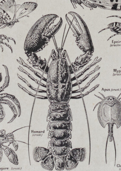 Arthropodes, insectes et crustacés, planche zoologique 1928