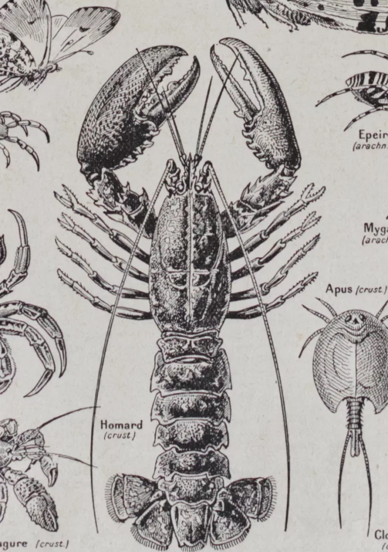 Arthropodes, insectes et crustacés, planche zoologique 1928