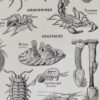 Arthropodes, insectes et crustacés, planche zoologique 1928