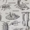 Arthropodes, insectes et crustacés, planche zoologique 1928