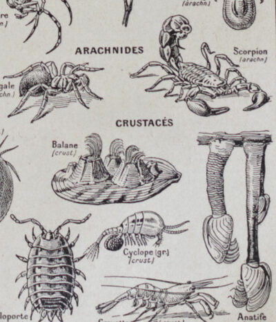 Arthropodes, insectes et crustacés, planche zoologique 1928