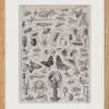 Arthropodes, insectes et crustacés, planche zoologique 1928