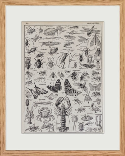 Arthropodes, insectes et crustacés, planche zoologique 1928