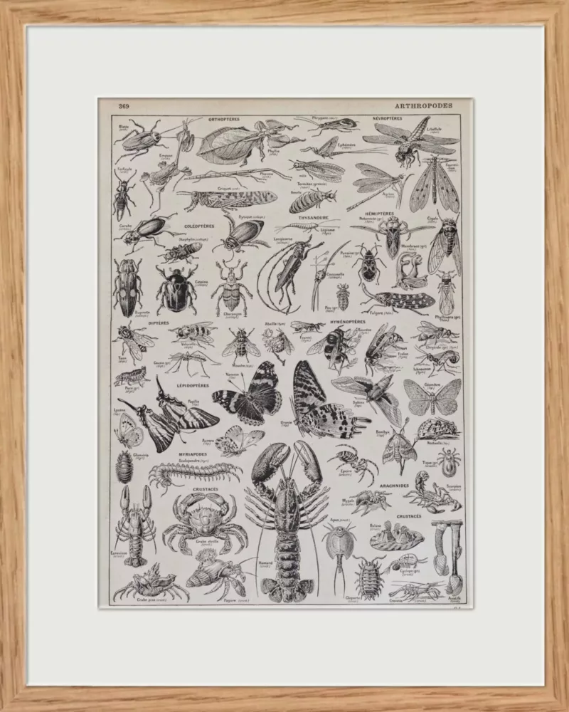 Arthropodes, insectes et crustacés, planche zoologique 1928