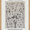 Arthropodes, insectes et crustacés, planche zoologique 1928