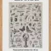 Arthropodes, insectes et crustacés, planche zoologique 1928