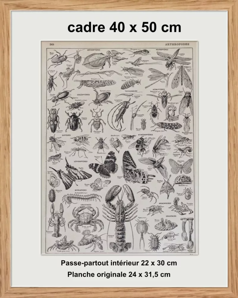 Arthropodes, insectes et crustacés, planche zoologique 1928