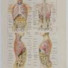 118A5926-medical-anatomie-abdomen Abdomen et thorax, planche anatomique 1924