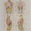 Abdomen et thorax, planche anatomique 1924