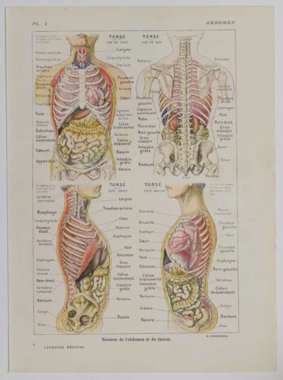 118A5926-medical-anatomie-abdomen Abdomen et thorax, planche anatomique 1924