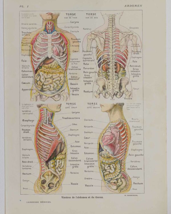 118A5926-medical-anatomie-abdomen Abdomen et thorax, planche anatomique 1924