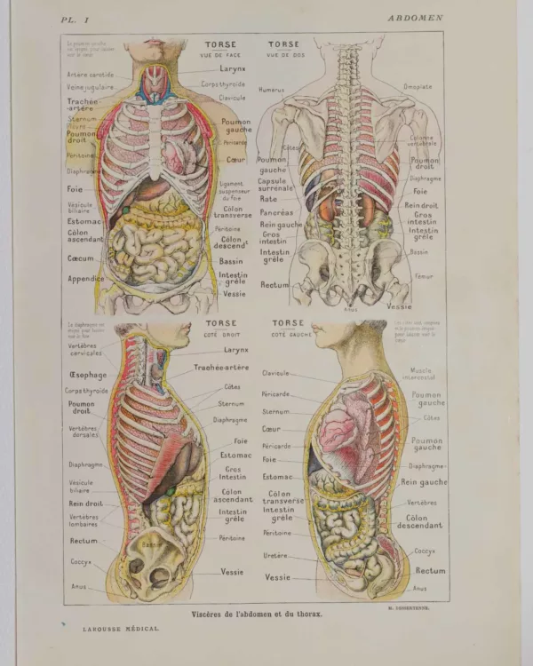 118A5926-medical-anatomie-abdomen Abdomen et thorax, planche anatomique 1924