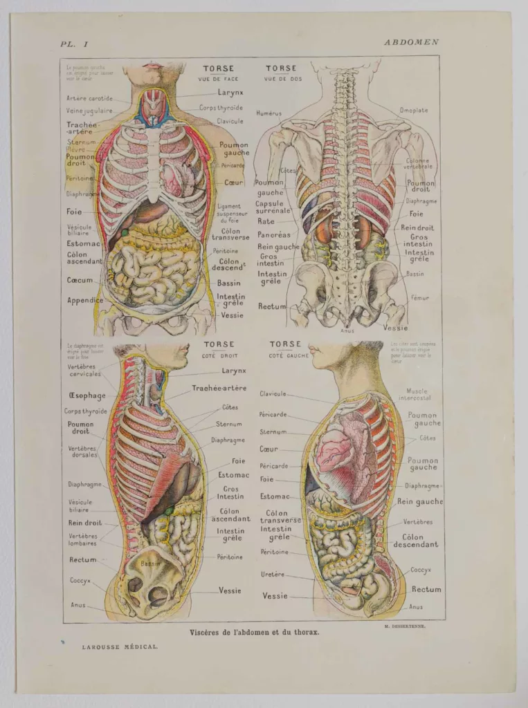 Abdomen et thorax, planche anatomique 1924