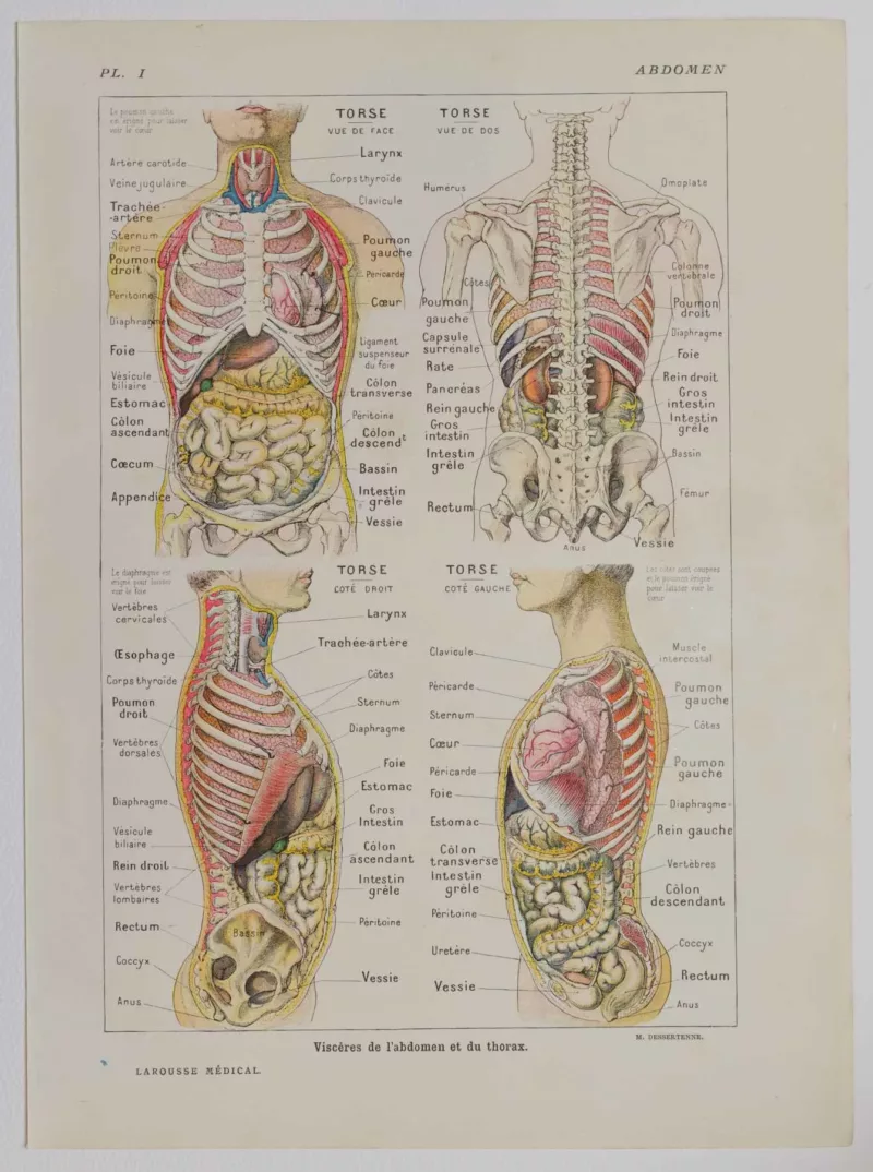 Abdomen et thorax, planche anatomique 1924