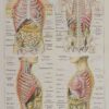 118A5926-medical-anatomie-abdomen Abdomen et thorax, planche anatomique 1924